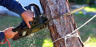 Professional Tree Care in Elizabeth Lake, CA