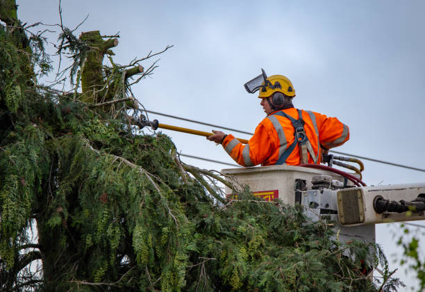 How Our Tree Care Process Works  in  Elizabeth Lake, CA