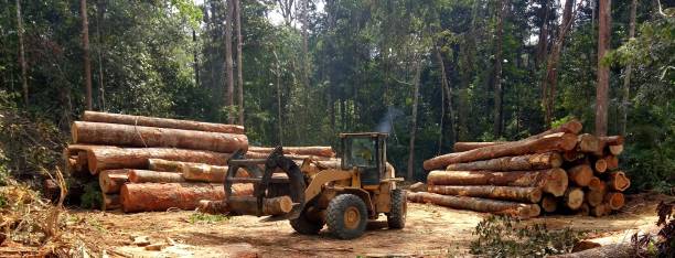 Best Root Management and Removal  in Elizabeth Lake, CA