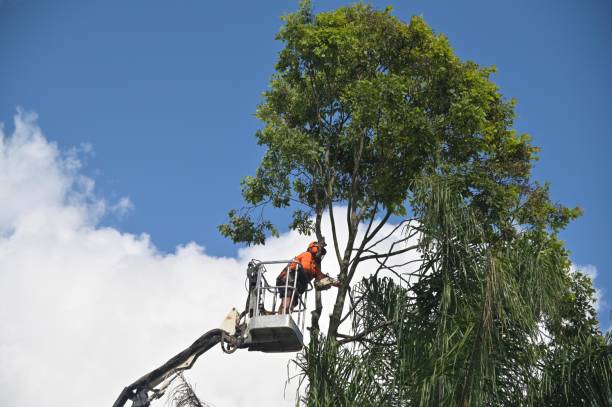 Best Storm Damage Tree Cleanup  in Elizabeth Lake, CA