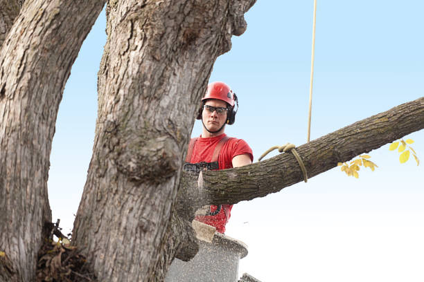 Best Tree Maintenance Programs  in Elizabeth Lake, CA